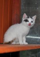 Obrázek k inzerátu