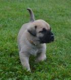 Obrázek k inzerátu