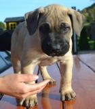 Obrázek k inzerátu